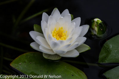 Water_Garden