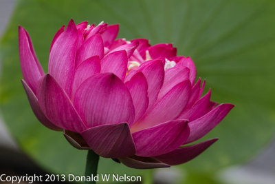 Water_Garden