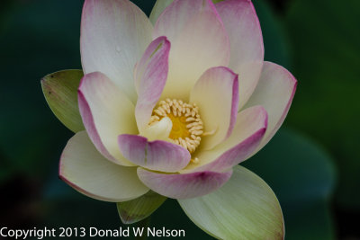 Water_Garden