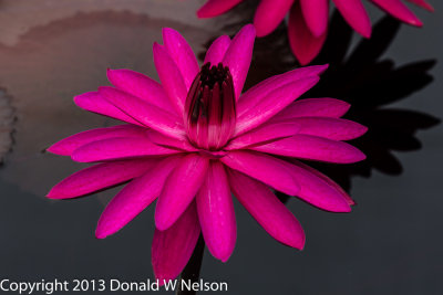 Water_Garden