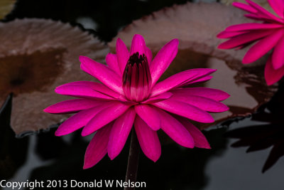 Water_Garden