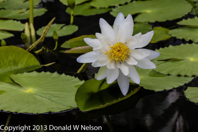 Water_Garden