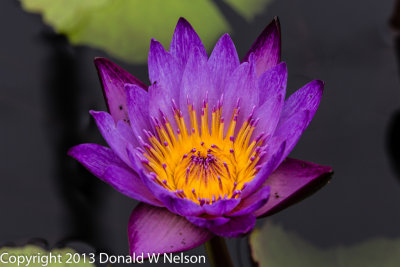 Water_Garden