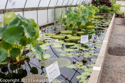 Water_Garden