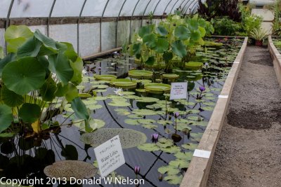 Water_Garden