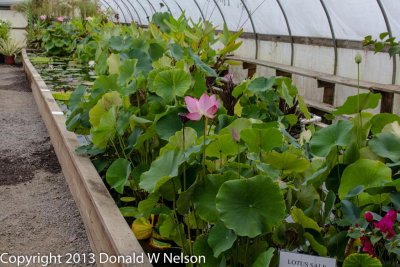 Water_Garden