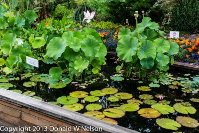 Water_Garden