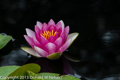 Water_Garden