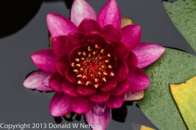 Water_Garden
