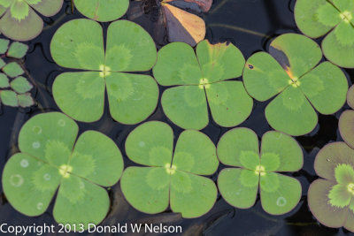 Water_Garden