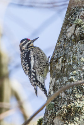 yellowbelliedsapsucker