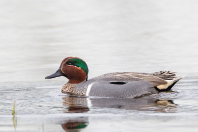 20120211-GreenwingTeal-7532