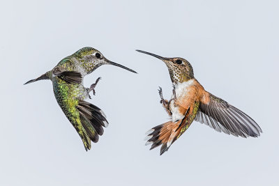 20130421_Hummingbird-femalesfighting