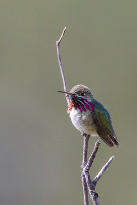 2012_Calliope_Hummingbird-9830