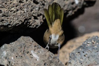 20140831_mooned by a Green tailed Towhee