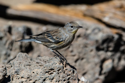 :: Pacific Northwest Birds ::