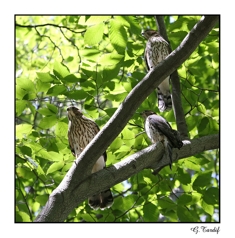 pervier de cooper / Coopers Hawk