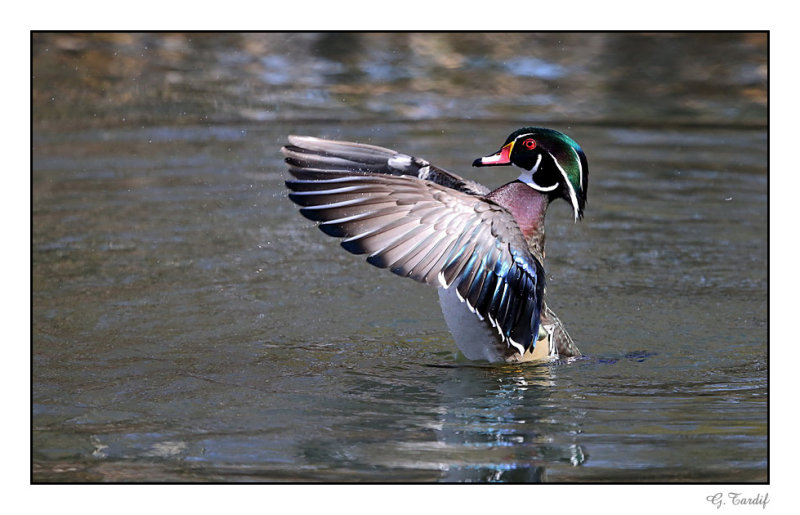 Canard branchu / Wood Duck