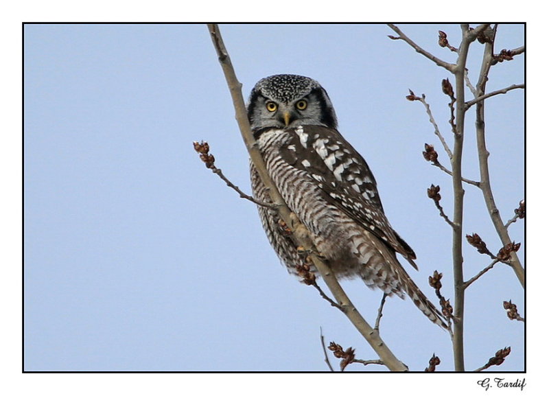 Chouette pervire / Northern Hawk Owl