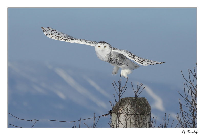 Harfang des neiges / Snowy Owl