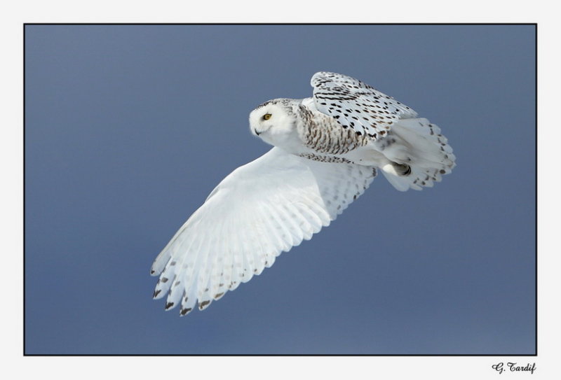 Harfang des neiges / Snowy Owl
