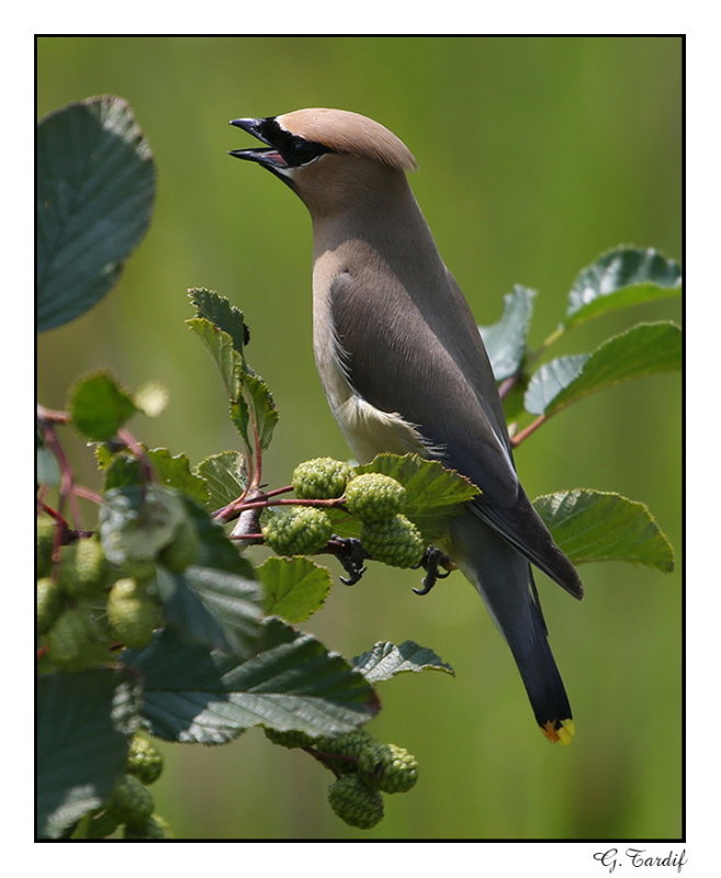 Jaseur DAmrique / Cedar Waxwing1P6AG4750B.jpg