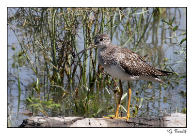 Petit chevalier / Lesser Yellowlegs