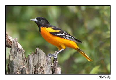 Oriole de Baltimore / Baltimore Oriole