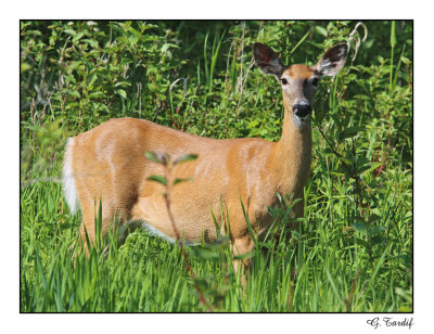 Cerf de Virginie / White-Tailed Deer 