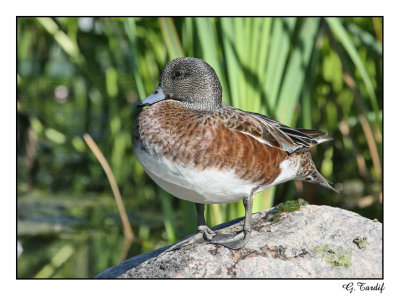 Canard D'Amrique /  American Wigeon