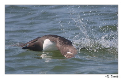 Guillemot Marmette / Common Murre