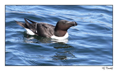 Petit pingoin / Razorbill