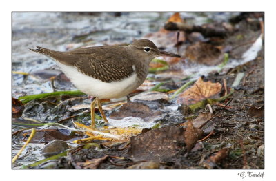 Chevalier grivel (juv) / Spotted Sand piper