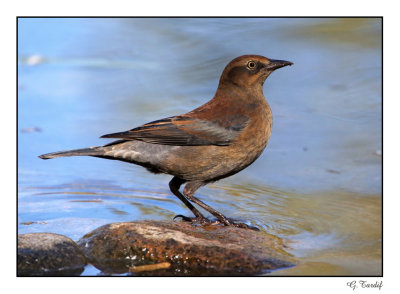 Quiscale rouilleux / Rusty Blackbird