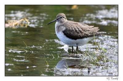 Chevalier Solitaire / Solitary Sandpiper