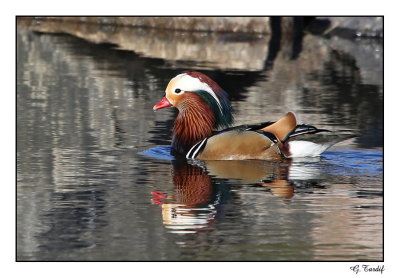 Canard Mandarin / Mandarin Duck