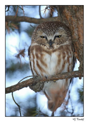 Petite nyctale / Northern Saw-whet Owl