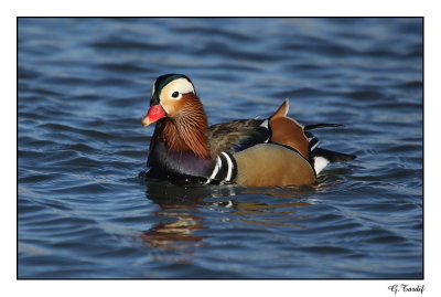 Canard Mandarin / Mandarin Duck