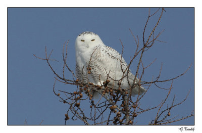 Harfang des neiges / Snowy Owl (Jeune mle)