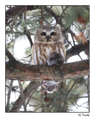 Petite nyctale / Northern Saw-whet Owl