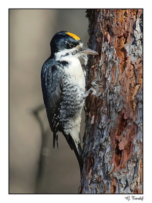 Pic  dos noir / Black-backed Woodpecker 