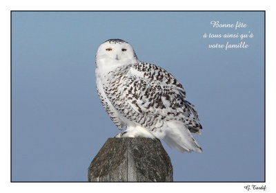Harfang des neiges / Snowy Owl