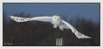 Harfang des neiges / Snowy Owl