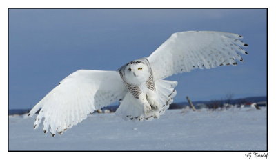 Harfang des neiges / Snowy Owl