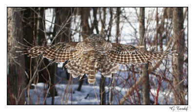 Chouette raye / Barred Owl