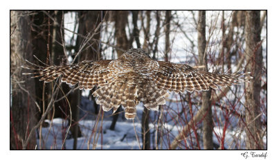 Chouette raye / Barred Owl