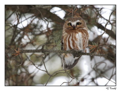 Petite nyctale / Northern Saw-whet Owl