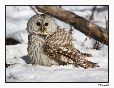 Chouette raye / Barred Owl