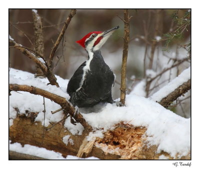 Grand pic / Pileated Woolpecker