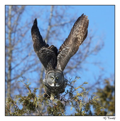 Chouette lapone / Great Gray Owl